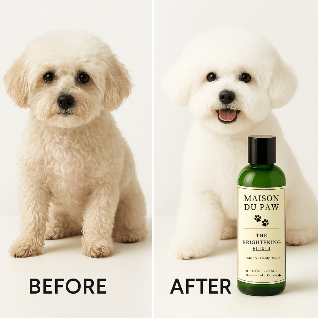 Maison Du Paw – The Brightening Elixir - Maison Du Paw