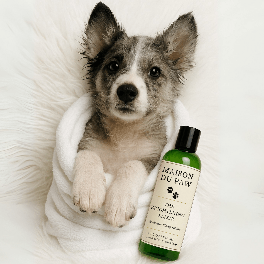 Maison Du Paw – The Brightening Elixir - Maison Du Paw